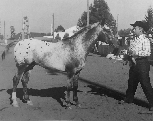 Red Eagle stallone appaloosa 1946