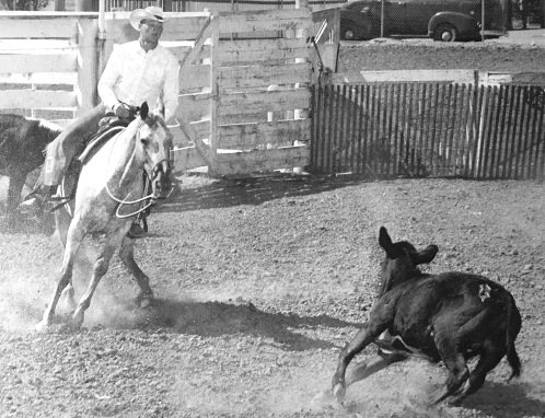 Castrone appaloosa Flake figlio di Apache fu campione di cutting nel 1959
