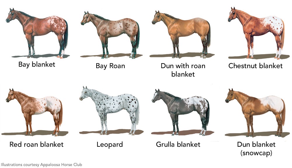 Rare Horse Coat Patterns