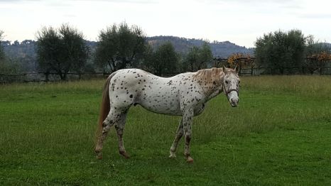 stallone-appaloosa-reining-topsail-speckles