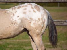 poker_classy_yella_appaloosa_horses_stallion_manto