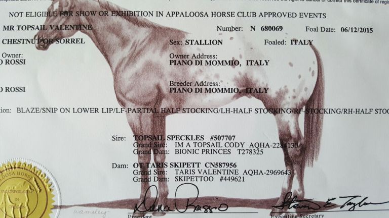 Stallone Appaloosa MR TOPSAIL VALENTINE.jpeg