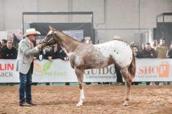 investment package offspring appaloosa