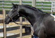 wapuzzan black sport appaloosa stallion..