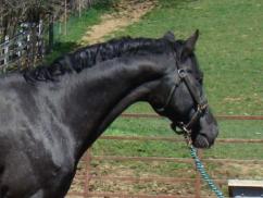 wapuzzan black sport appaloosa stallion.....