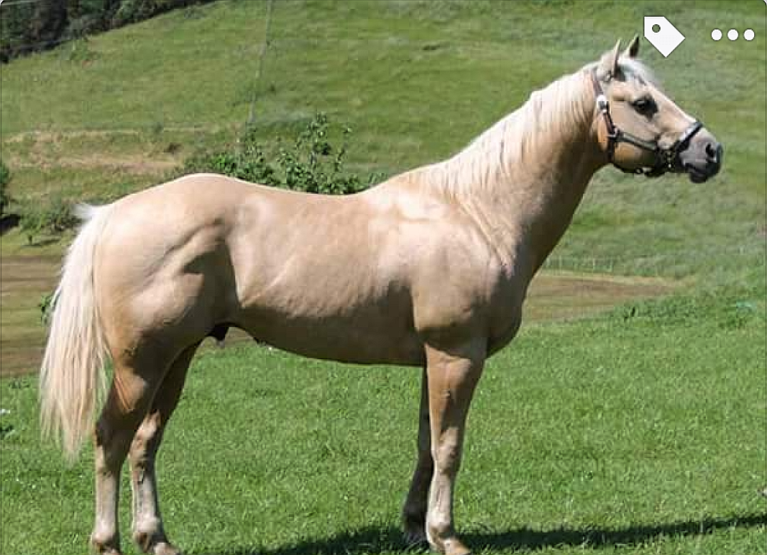 WHISKY-CRUISIN-OKIE-Quarter-Horse-Stallion.jpg