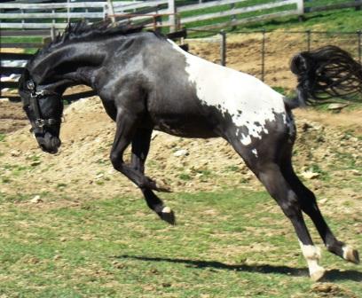 wapuzzan black sport appaloosa stallion........