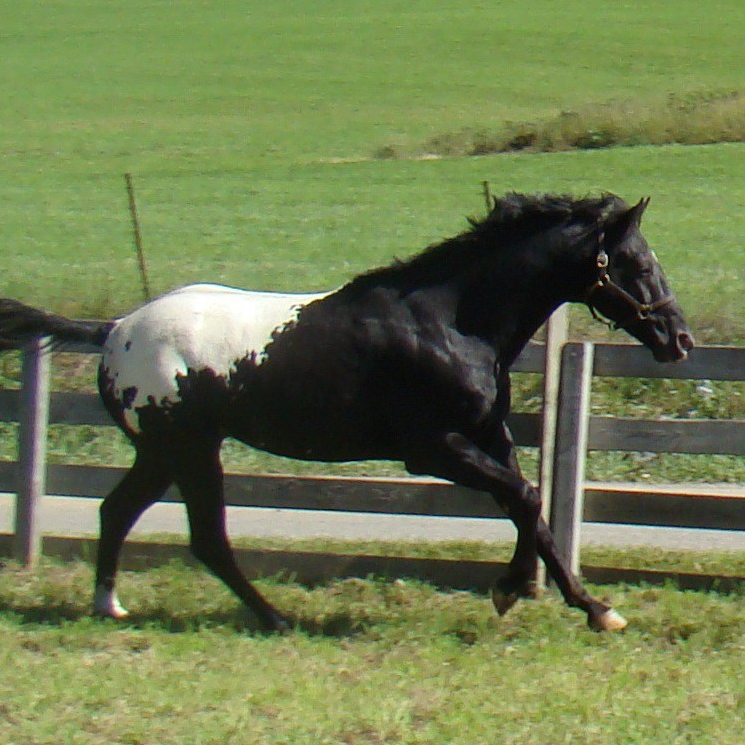 wapuzzan black sport appaloosa stallion pasture