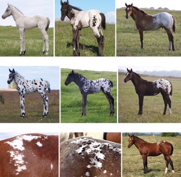 horse coat pattern